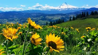 Relaxing Meadow with Ambient Nature Sounds Wildflowers and Mountain View  8 Hours [upl. by Ruben]