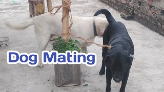 Dog mating [upl. by Yate]