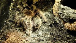 Tarantula spins feeding mat Vogelspinne spinnt Fressteppich [upl. by Saimerej64]