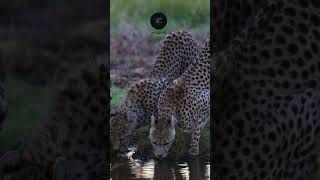 Cheetahs Hydrating A Heartwarming Moment in the Serengeti wildlife africansafarisafariadventure [upl. by Eibreh]