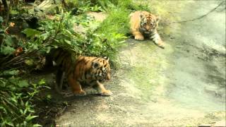 DierenPark Amersfoort Siberische Tijgertjes [upl. by Ellimak]