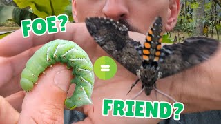 Raising Hornworms From my Garden to Moths [upl. by Suoirad]