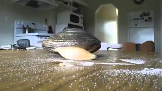 Live Clam Licks Salt On a Table [upl. by Yeldahc193]