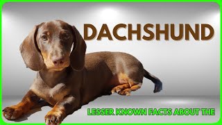 DACHSHUND Lesser Known Facts About Them [upl. by Korns]