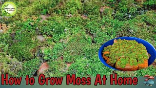 How to Propagate Your Own Moss  How to Grow Moss At Home  माॅस को घर पर उगाने का सबसे आसान तरीका [upl. by Atener607]