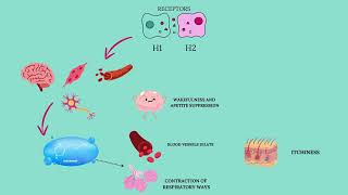 Pharmacology of EBASTINE [upl. by Atiuqel778]