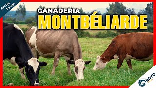 El Montbéliarde es el mejor ganado que se adapta a cualquier clima y su calidad de leche [upl. by Akym918]