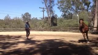 Tips on lunging Part 1 [upl. by Rigdon]