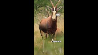 Black Mamba STRIKES a Blesbok shorts [upl. by Auberbach798]