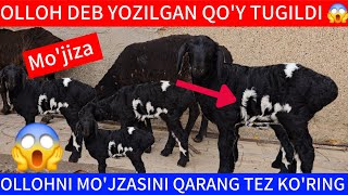 😱ALLOH DEB YOZILGAN QOY TUGILDI TEZ KORING SROCHNI TARQATING TOSHKENT DA [upl. by Chastity]