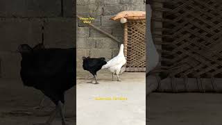 Chicken Egg Laying Song  Hen Sound  Chicken Song  Chicken Sound [upl. by Abehsat]