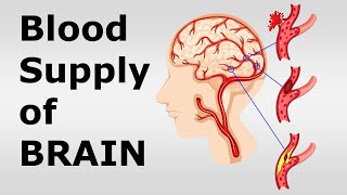 Chp17 Blood Supply of Brain and Spinal Cord  Circle of Willis  Snells NeuroAnatomy [upl. by Suoirred]