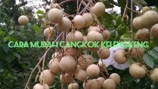 Cara mencangkok pohon kelengkeng [upl. by Esinaj]