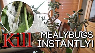 How to Kill Mealybugs INSTANTLY ☠️ Easy DIY Solution [upl. by Cyn91]