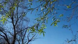 tree branches swaying in the wind  royalty free stock footage 4K [upl. by Eriha]