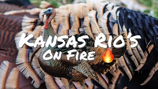 Crazy Afternoon TURKEY HUNT  Kansas Rio Turkey Hunting  Turkey Season 23’ [upl. by Teryl]