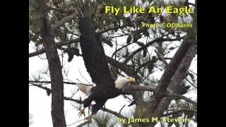 Fly Like An Eagle [upl. by Anilorac]