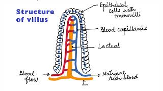 HUMAN PHYSIOLOGY DIGESTION AND ABSORPTION VILLI MICROVILLI AND STRUCTURE OF VILLUS ISCCBSE 11 [upl. by Eisteb732]