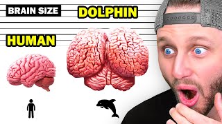 Amazing Facts That Will Blow Your Mind 🧠❗ [upl. by Attinahs]