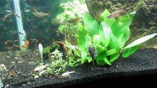 29Gallon Aquascape Update 51924 [upl. by Irah]