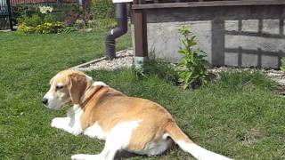 beagle epilepsy  Lafora disease 14072012 [upl. by Bowen]