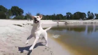 Urlaub mit Hund bei Landal GreenParks [upl. by Esertap]