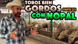 CONOCE A FONDO LOS BENEFICIOS DEL NOPAL en la crianza de ganado CHAROLAIS 100 PURO [upl. by Prudie613]