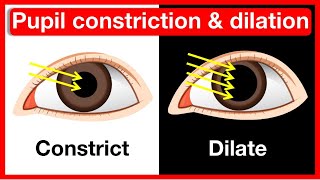 Why do pupils change size 👁️  Pupil constriction amp dilation  Easy learning video [upl. by Farron]