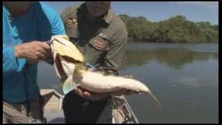 PESCA DE TUCUNARÉ AZUL E ARUANÃ NO RIO ARAGUAIA PARTE 1 [upl. by Dietsche]