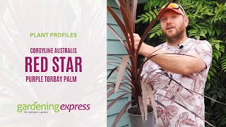 Plant Profile  Cordyline Australis Red Star [upl. by Dido]