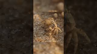 Sand bubbler crab facts [upl. by Hamachi]