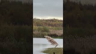 Canada Geese And Greylag Geese Flush Next To Marsh Harrier  RSPB St Aidans birds avian nature [upl. by Sherr725]