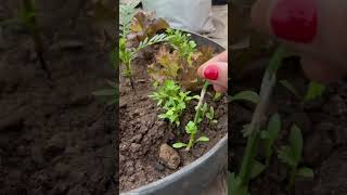 Seeds germination update 🌱youtube shorts trending ytshorts [upl. by Croft]