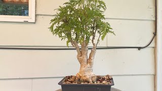 Ming aralia bonsai gets a new pot August 2022 [upl. by Oile]