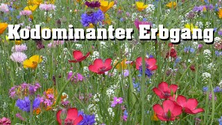 Kodominanter Erbgang schnell erklärt [upl. by Ideih]