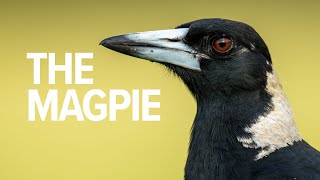 Australias Feathered Menace  The Australian Magpie  Bird Tales [upl. by Parris47]