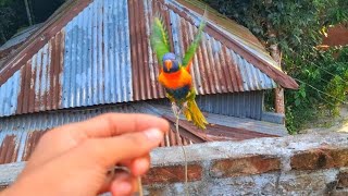 Rainbow lorikeet training season [upl. by Woolley397]