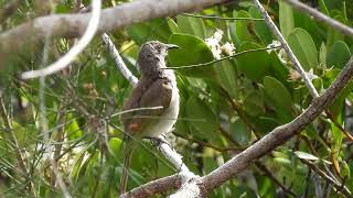 Brown Honeyeater Hervey Bay Qld [upl. by Enneiviv905]