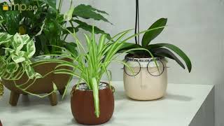 Transform Your Home with Natural Humidity Control Plants [upl. by Nitsirhc]