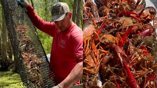 Crawfishing In The Atchafalaya Basin With Kip Barras  CatchCook Part 1 [upl. by Ecinereb]