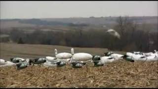 THE MOST SNOW GOOSE KILLS ON FILM THOUSANDS DIED 12 MINUTES OF UNEDITED DEATH [upl. by Jacques]