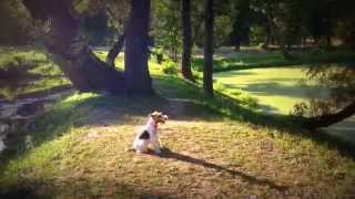 The Wire Fox Terrier Dog tricks [upl. by Binnie]