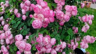 ഇപ്പോ വാങ്ങിയാൽ എല്ലാം ഒരേ വിലക്ക് rose roses roselover gardening plant plantlover [upl. by Kieran795]