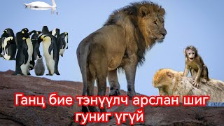 Амьтдын гаргадаг хачин сонин араншин Гоё Түүхүүд Goy tuuhuud mongol heleer kino duu 2024 barimtat [upl. by Kurth]