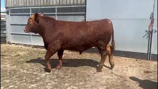 BODWI BULL  LLYN PENINSULA [upl. by Bathesda]