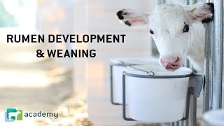 Rumen Development and Weaning in Dairy Calves [upl. by Silber]