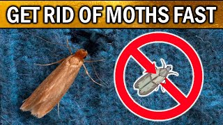 How to Get Rid of Moths in Your House Room Closet Pantry Carpets NATURALLY [upl. by Innos276]