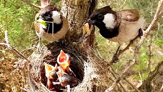 White ear bulbul gathering different types spiders and worms birdslife00 [upl. by Medin340]