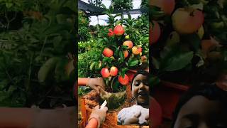 Apple fruit garden shortvideo shotrs fruit 🍎🍎🍎 [upl. by Wurst]