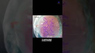 Mitosis cell division short video  cytology [upl. by Edieh]